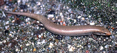 eslizon iberico Chalcides bedriagai