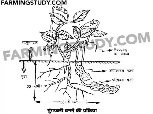 मूँगफली की खेती कैसे करें, mungfali ki kheti, peanut farming in hindi, मूँगफली की प्रमुख किस्में एवं उनकी बुवाई व कटाई/खुदाई, मूँगफली में गुणवत्ता,