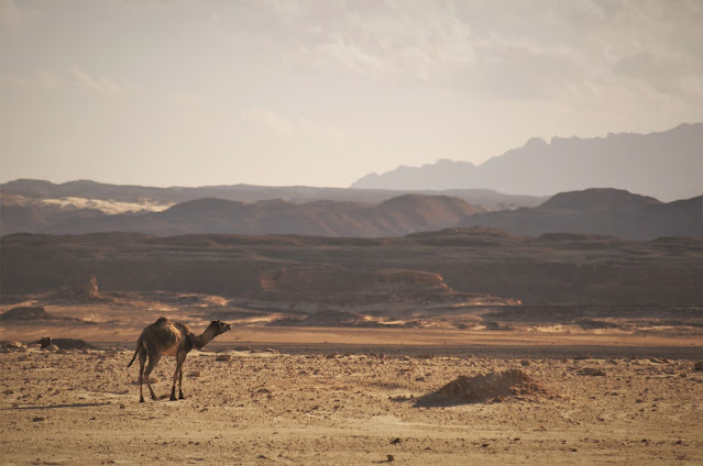 Camila, Desertul Sinai, Egipt