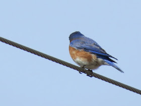 bluebird on a wire