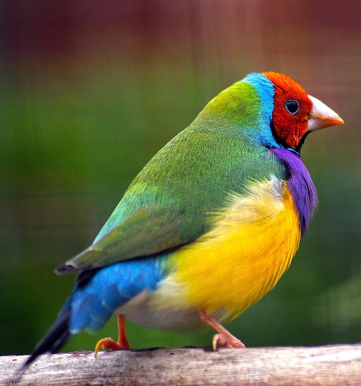 Colorful and extreme beautiful Gouldian finch.