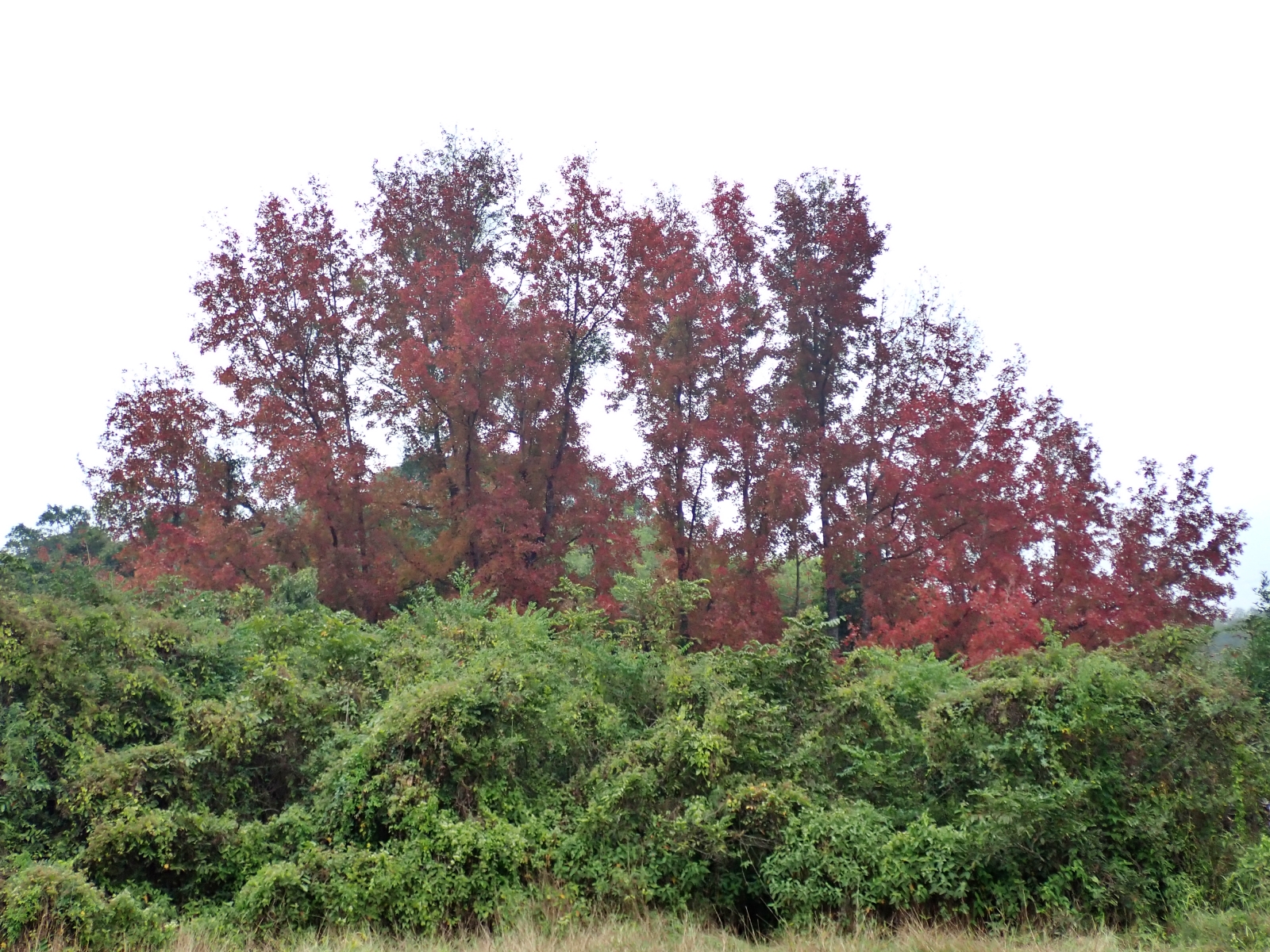 探遊三椏涌 九擔租風水林觀紅葉