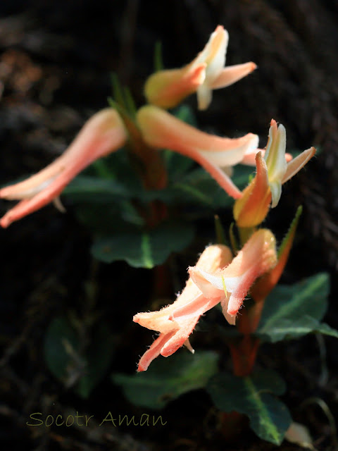 Goodyera biflora