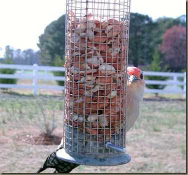 RBWoodpecker