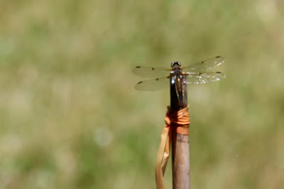 perched dragonfly