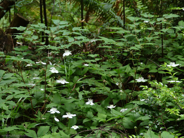 white flowers with a puff in the middle