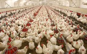 THE PREVALENCE OF POULTRY DISEASE AND IT'S MORTALITY RATE