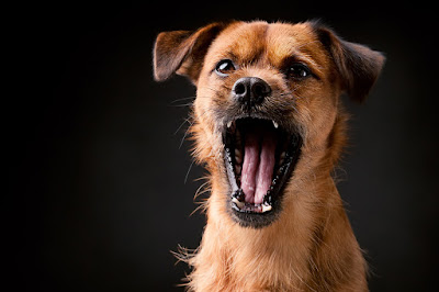  causes and actions for dog barking problems