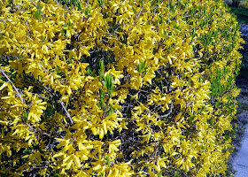 forsythia