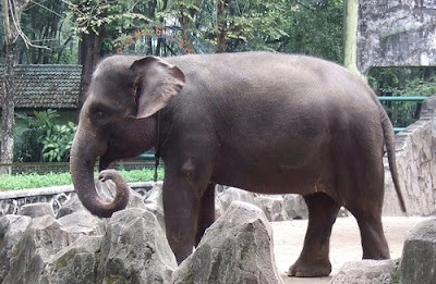 hewan-dilindungi-gajah-sumatera