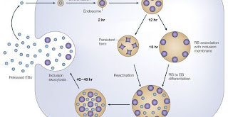 Azithromycin medication for chlamydia