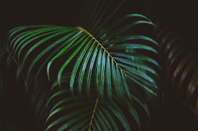 Green aesthetic wallpapers hd