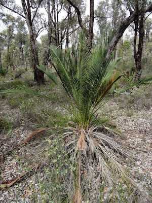 Macrozamia riedlei