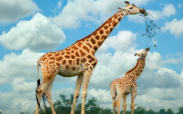 Animals Giraffe 