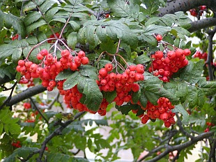 trees of the world serbal silvestre Sorbus aucuparia