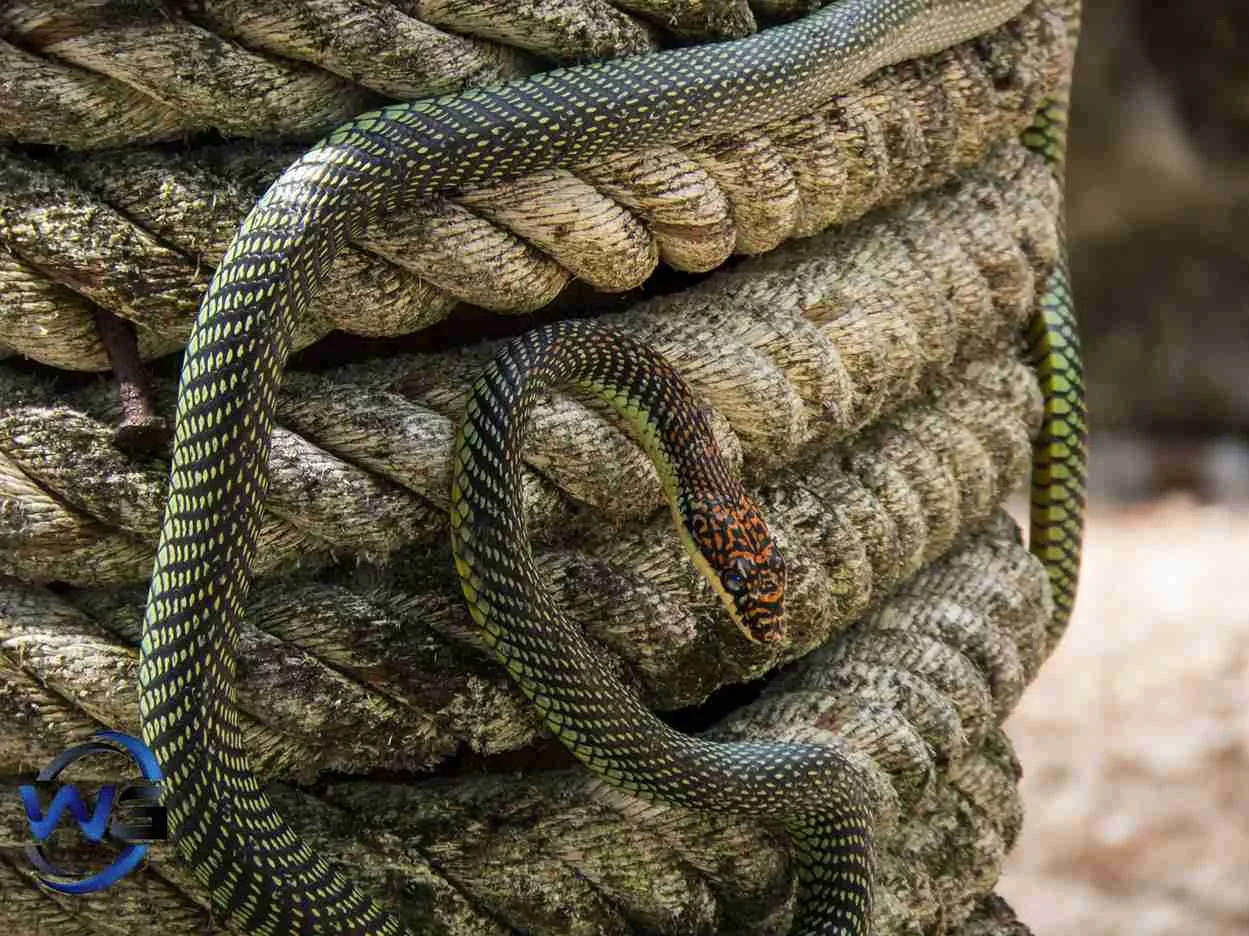A green Paradise snake curled up on a rope.