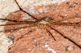 Dicranopalpus ramosus.  House wall in Crowborough, 7 October 2015.