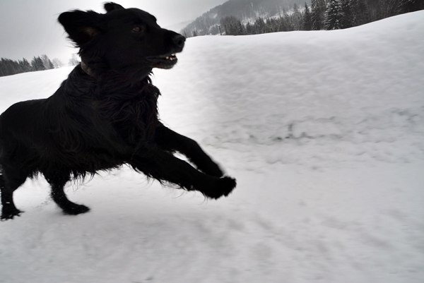 flat coated retriever