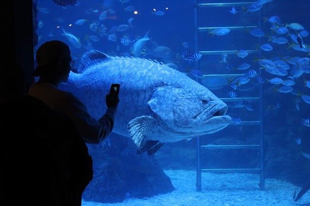 Manjain Mata Lihat Ikan Gede di Jakarta Aquarium