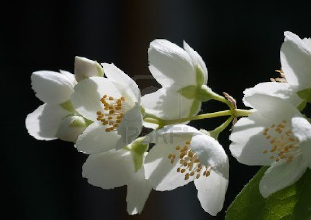 Jasmine Flower HD Wallpapers Free Download