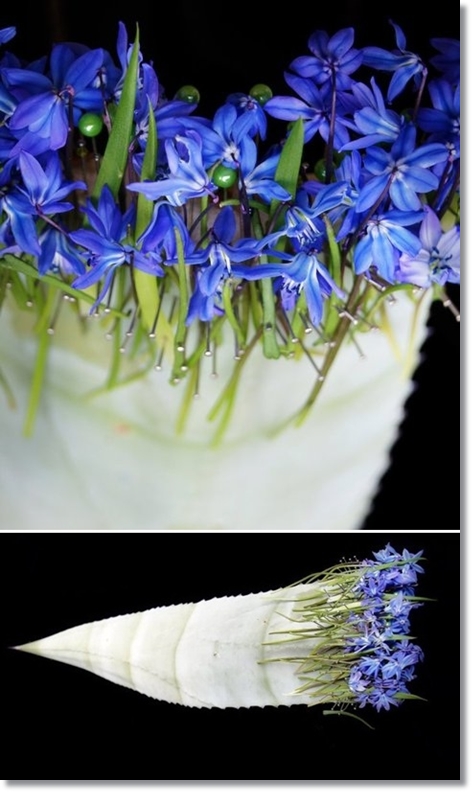 blomsterdesign, scilla