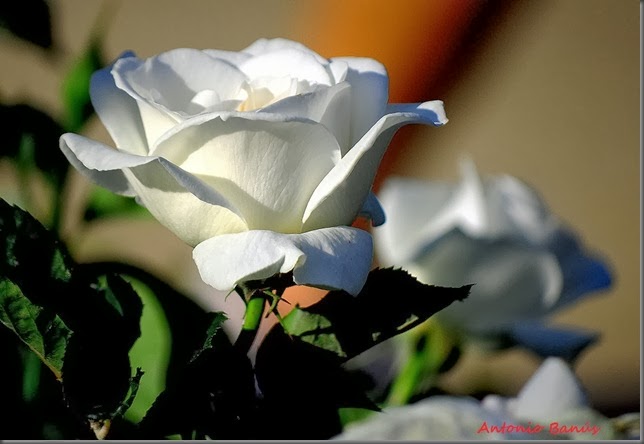 5 DSC_5605x1
