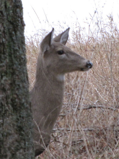 Whitetail deer