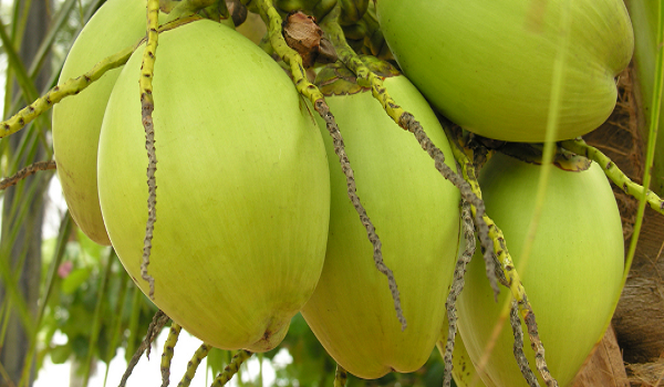 Image buah kelapa