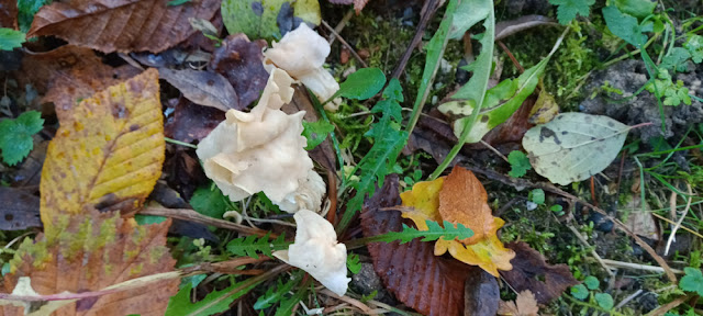 White Saddle mushroom Helvella crispa, Indre et Loire, France. Photo by Loire Valley Time Travel.