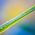 Leaves with Water Drop Wallapper