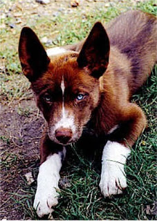 Australian Red Kelpie Dog