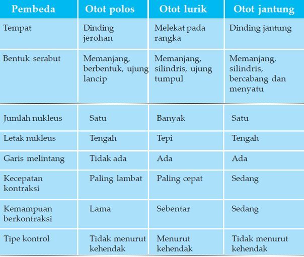 ILMU 212 Jaringan  Otot  dan Saraf pada Hewan 