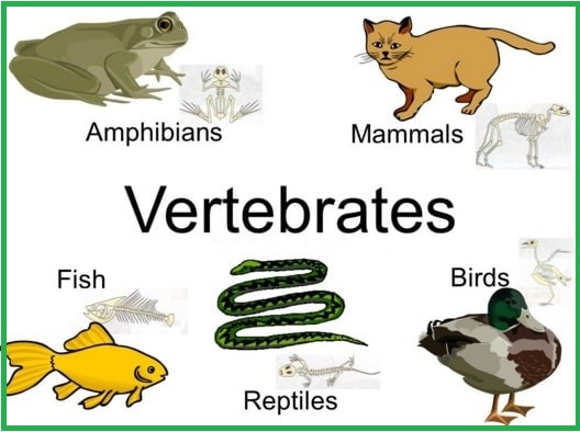 39+ Sebutkan Perbedaan Alat Ekskresi Pada Hewan Invertebrata Dan Vertebrata