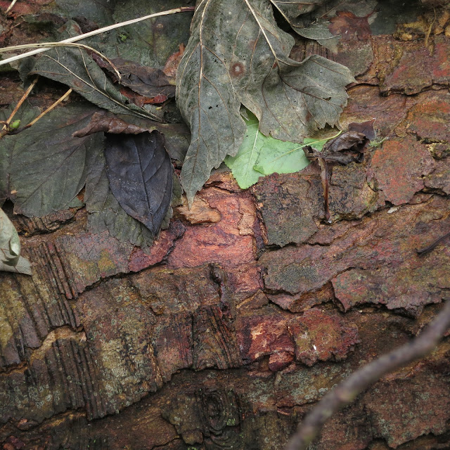 Dull green and brown leaves flattened by rain onto a wet and felled tree trunk