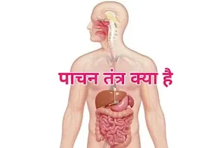 पाचन तंत्र क्या है - digestive system in hindi