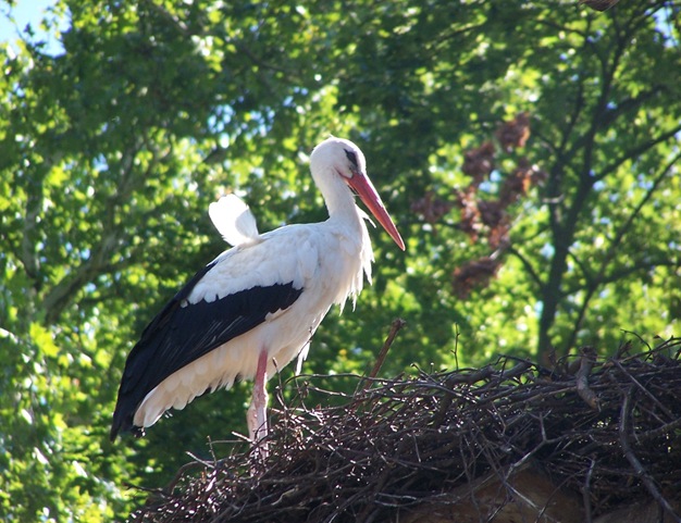 Cigogne