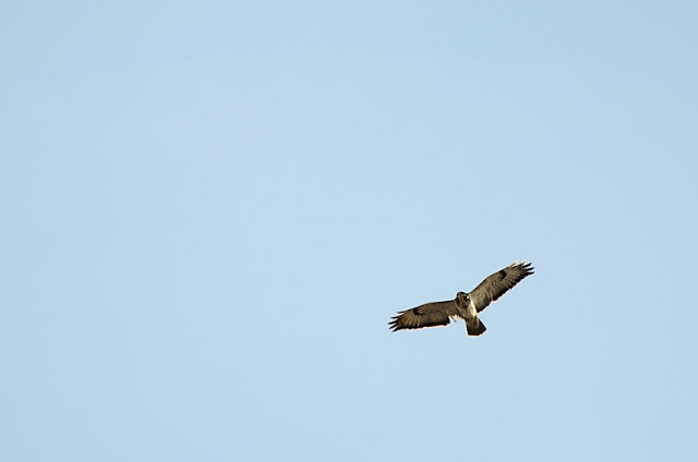 Buse-variable  Buteo-buteo