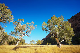 Pic of Australian Outback landscape with sparse trees and greenery