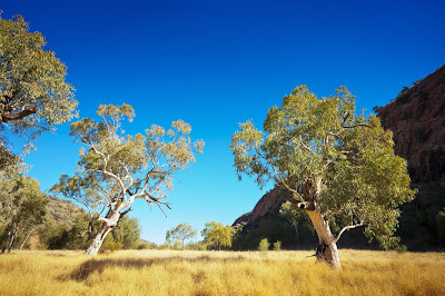 Pic of Australian Outback landscape with sparse trees and greenery