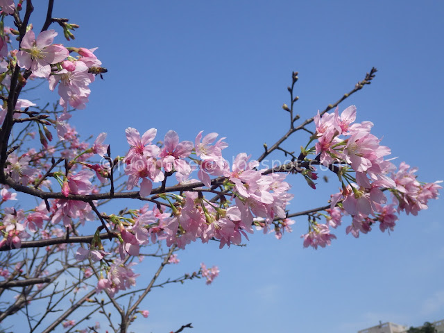 Taipei cherry blossoms