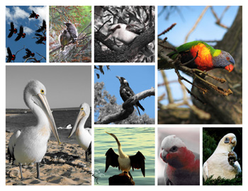 Hasil gambar untuk kumpulan hewan Aves