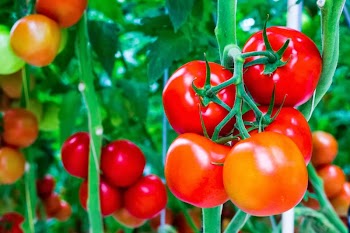 Chia sẻ - 10 bí quyết trồng cà chua tại nhà mau lớn