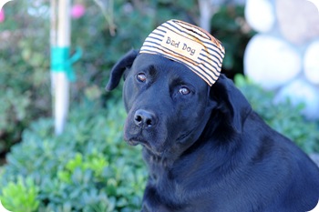 Good Dog