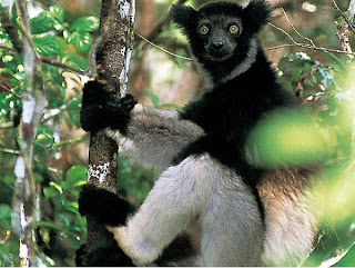 Indri