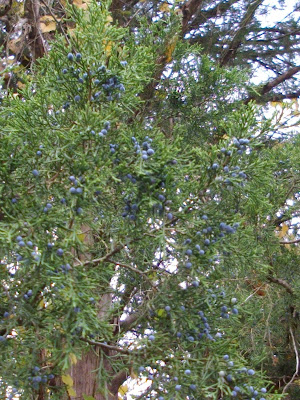This cedar tree along the back of the garages has beautiful blue berries all