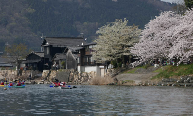 海津大崎の桜