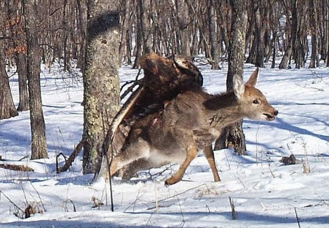 Golden Eagle Flies off with Deer