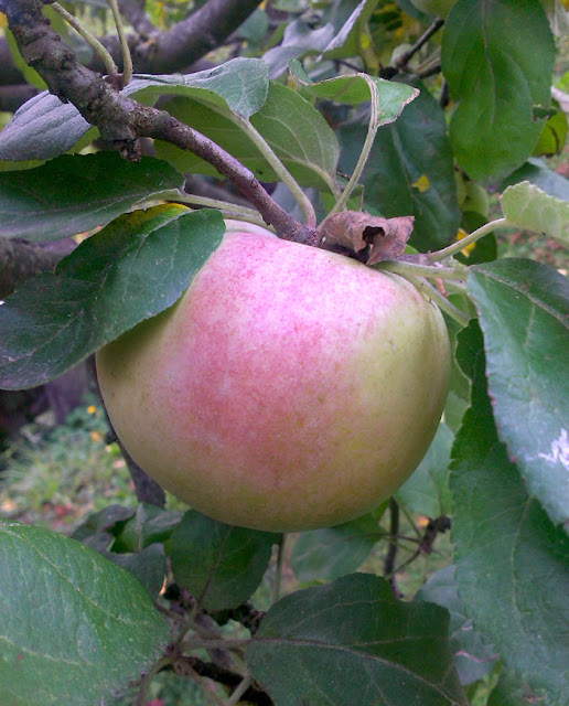 Apfel im Baum