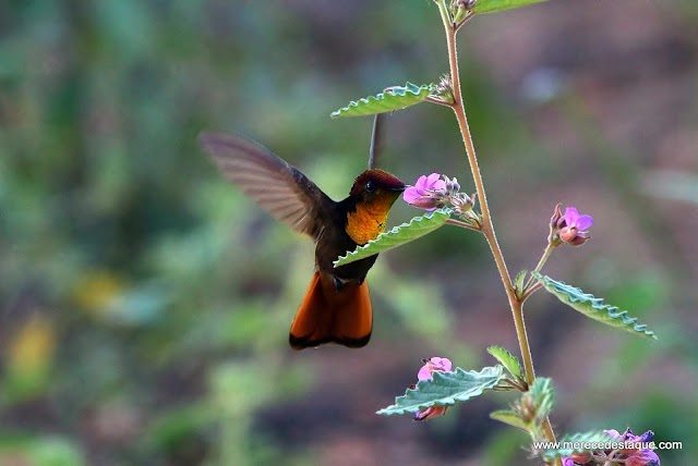 A foto em destaque: Beija-flor-vermelho