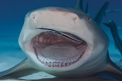Sharks Up Close Seen On www.coolpicturegallery.us